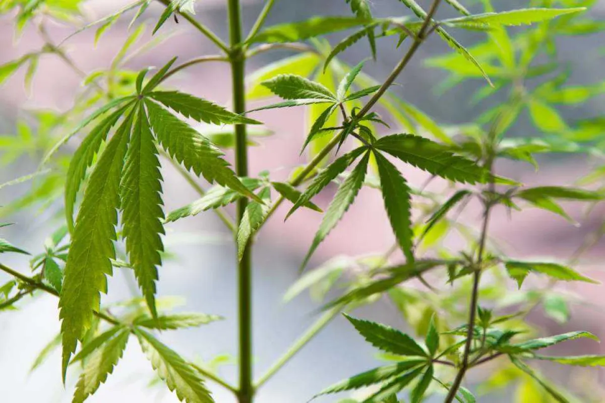 Cannabis growing naturally